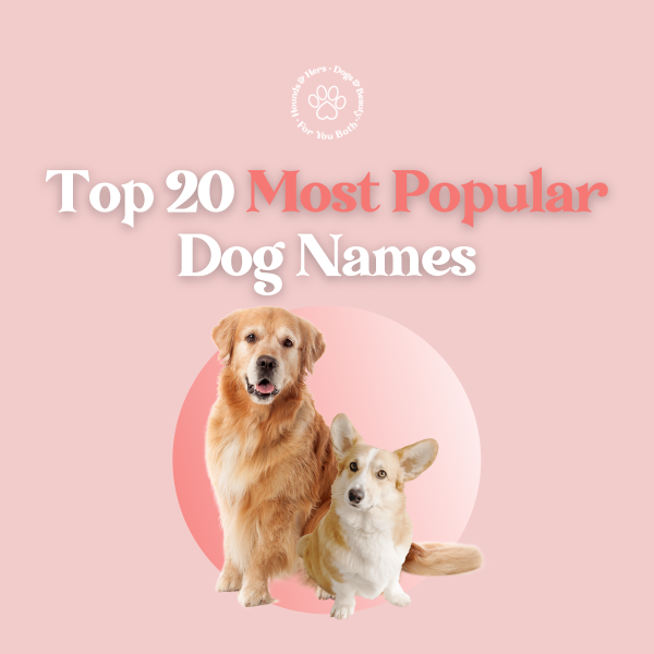 Top 20 most popular dog names image with two dogs