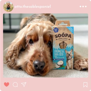 Otto the spaniel with Soopa coconut and chia dental sticks